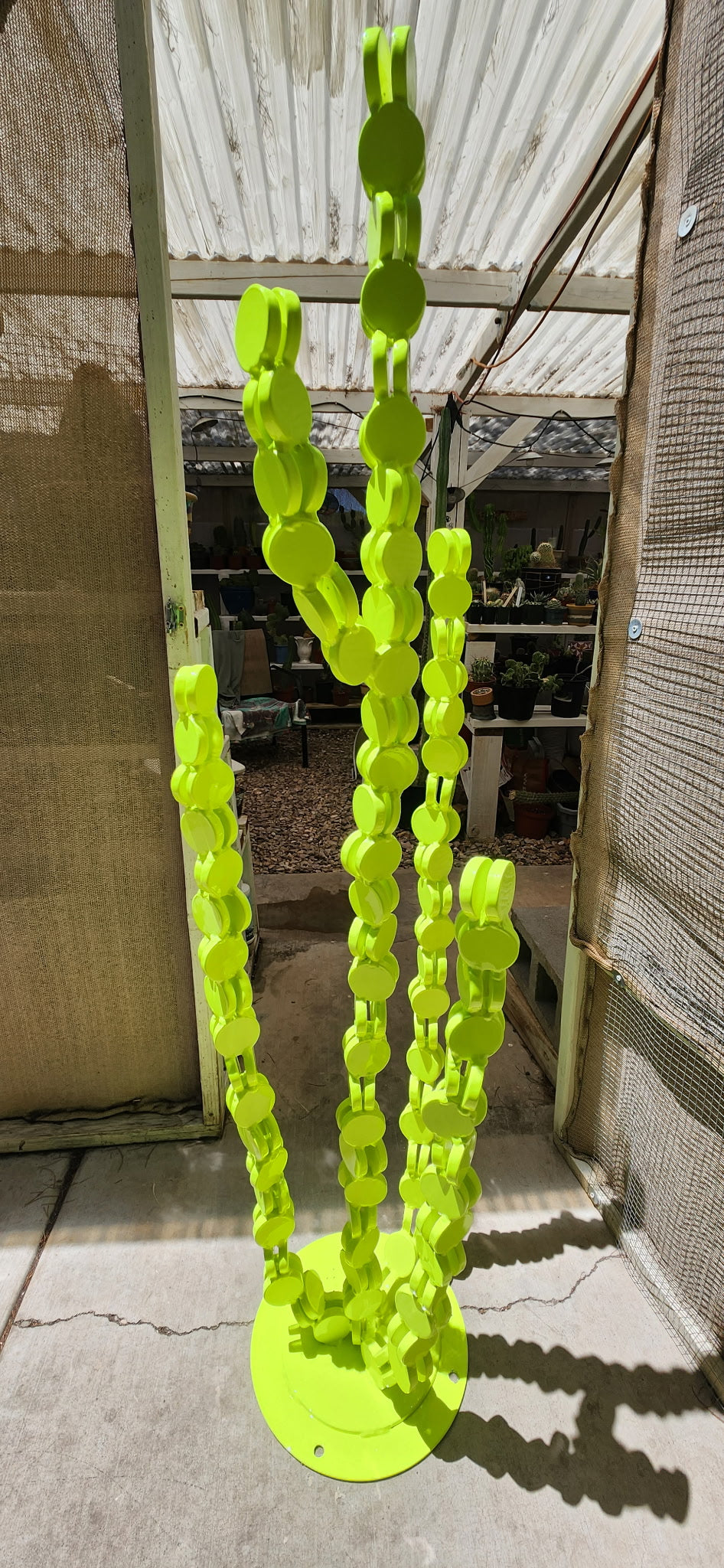 Constant Cacti