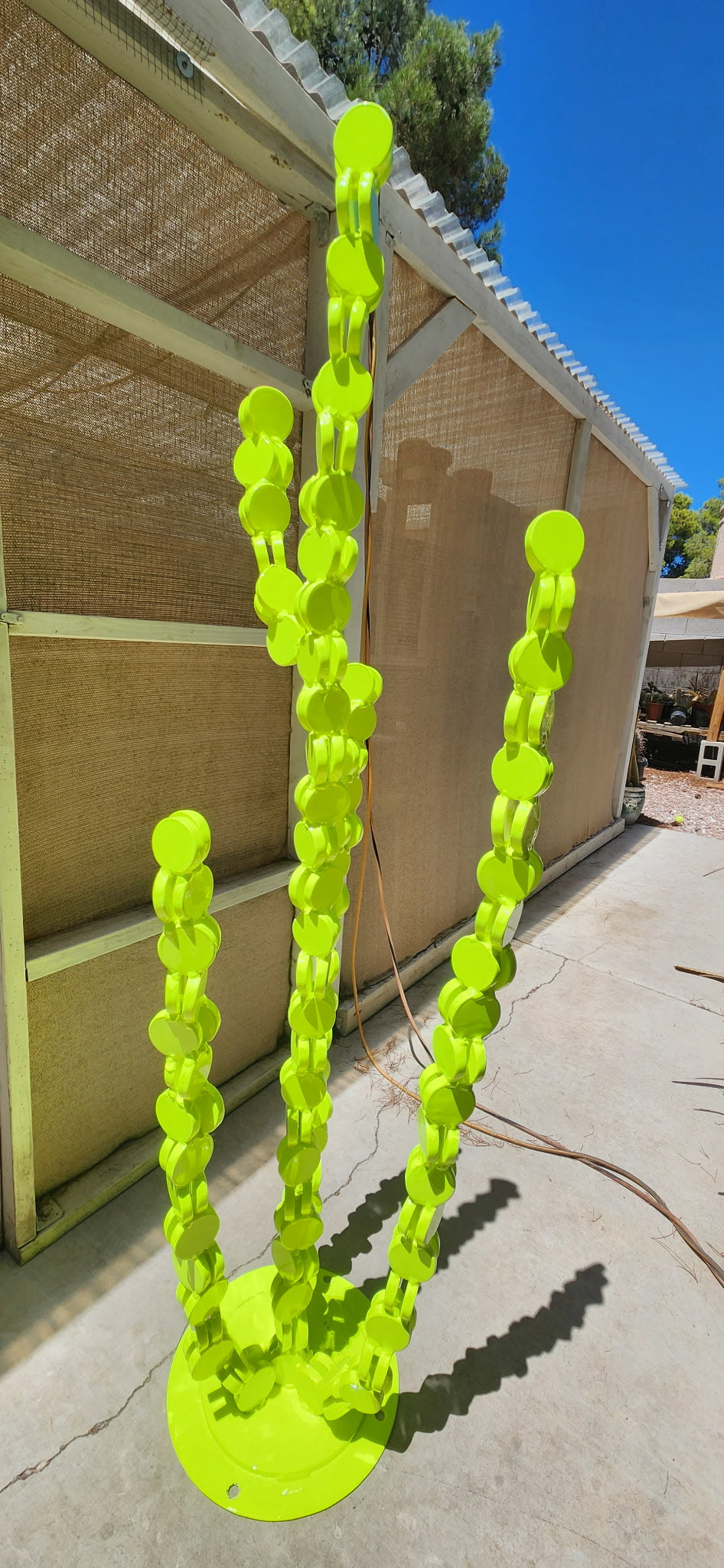Constant Cacti